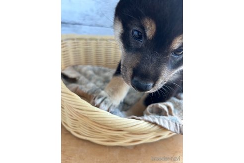 成約済の静岡県の柴犬-326913の7枚目