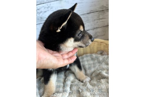 成約済の静岡県の柴犬-326913の6枚目