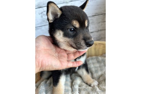 成約済の静岡県の柴犬-326913の8枚目