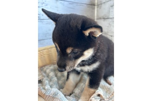成約済の静岡県の柴犬-326913の2枚目