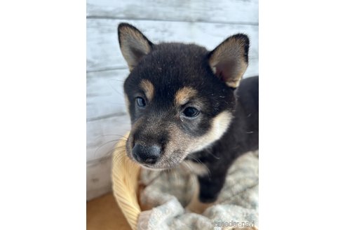 成約済の静岡県の柴犬-326913の4枚目