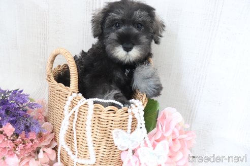 成約済の三重県のミニチュアシュナウザー-326914の2枚目