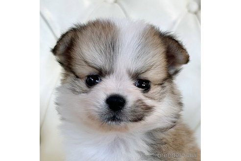 成約済の香川県のポメチワ:ポメラニアン×チワワ-326825の1枚目