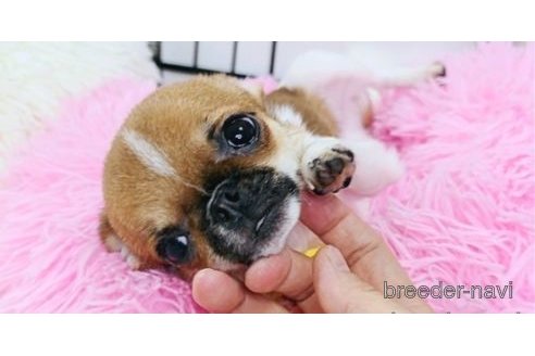 成約済の東京都のチワワ(スムースコート)-326919の23枚目