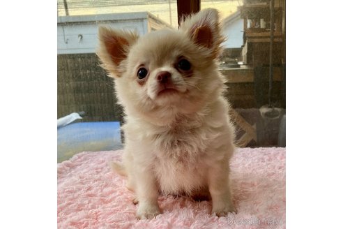 成約済の群馬県のチワワ(ロングコート)-325295の1枚目
