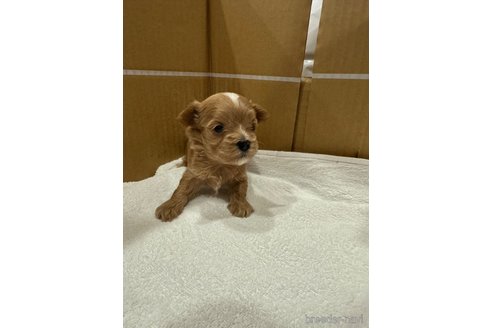 成約済の福岡県のマルプー:マルチーズ×トイプードル-327006の5枚目