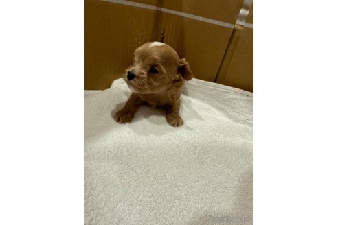 成約済の福岡県のマルプー:マルチーズ×トイプードル-327006の4枚目