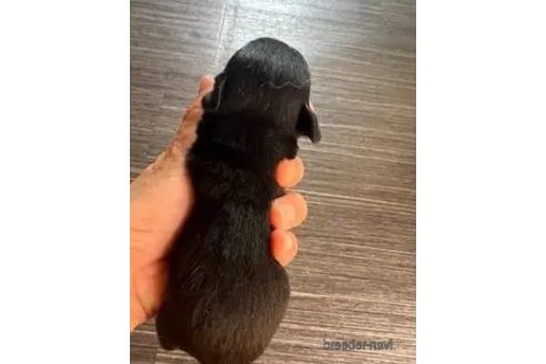 成約済の長野県のミックス犬-326942の4枚目
