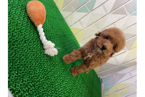 成約済の東京都のタイニープードル-325450の3枚目