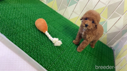 成約済の東京都のタイニープードル-325450の1枚目