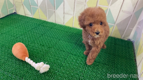 成約済の東京都のタイニープードル-325450の2枚目