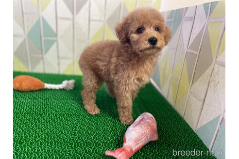 成約済の東京都のタイニープードル-325447