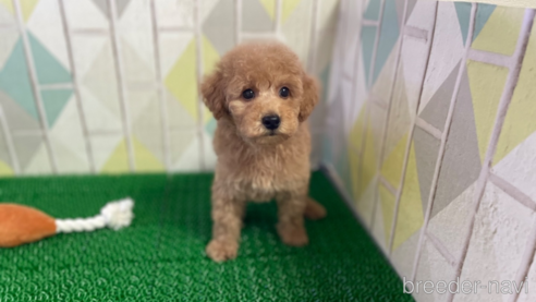 成約済の東京都のタイニープードル-325447の2枚目