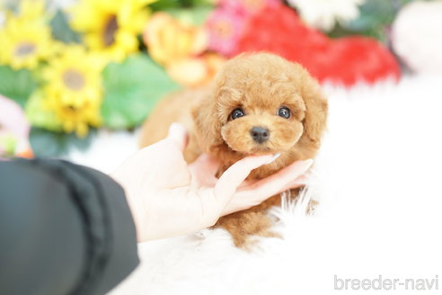 成約済の埼玉県のトイプードル-326946の4枚目