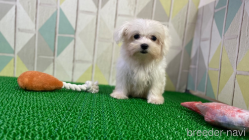 成約済の東京都のマルチーズ-325274