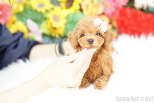 成約済の埼玉県のトイプードル-326946の3枚目