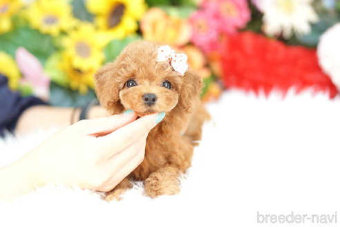 成約済の埼玉県のトイプードル-326946の2枚目