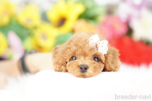 成約済の埼玉県のトイプードル-326946の1枚目