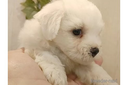 成約済の愛知県のビションフリーゼ-326963の4枚目