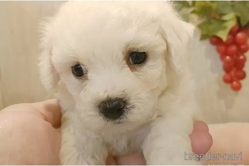 成約済の愛知県のビションフリーゼ-326963の3枚目