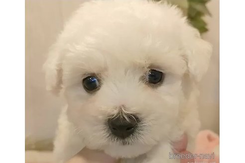 成約済の愛知県のビションフリーゼ-326966の4枚目
