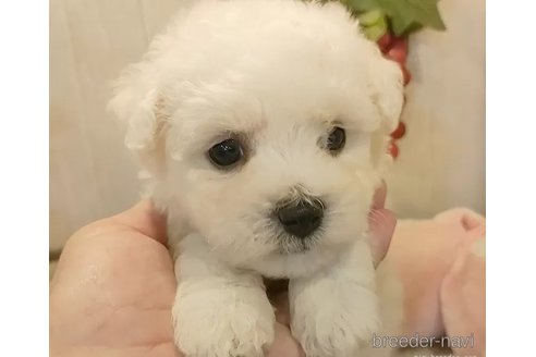 成約済の愛知県のビションフリーゼ-326966の3枚目