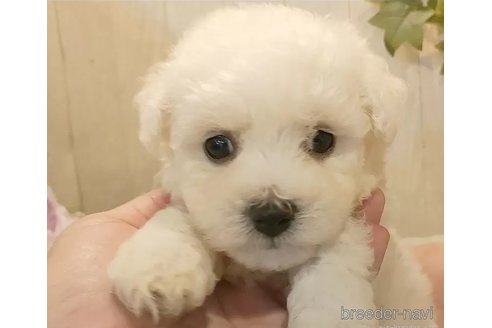 成約済の愛知県のビションフリーゼ-326966の2枚目
