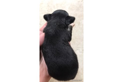 成約済の滋賀県のチワワ(ロングコート)-326769の9枚目