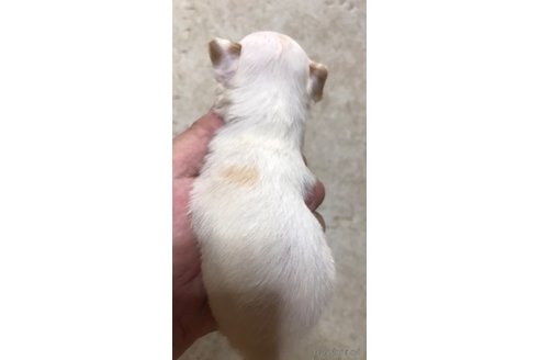 成約済の滋賀県のチワワ(ロングコート)-326766の9枚目