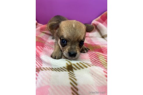 成約済の長野県のミックス犬-326981の2枚目
