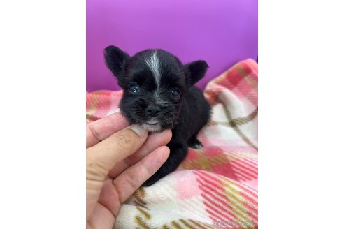 成約済の長野県のミックス犬-326982の2枚目