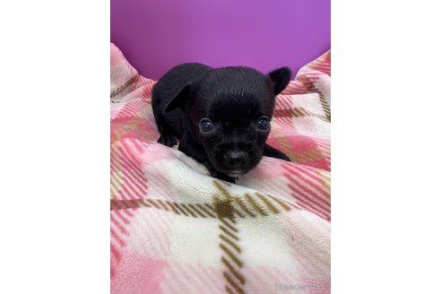 成約済の長野県のミックス犬-326942の2枚目
