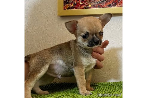 成約済の千葉県のチワワ(スムースコート)-326985の12枚目