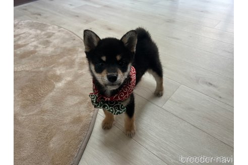 成約済の埼玉県の柴犬-326992の1枚目