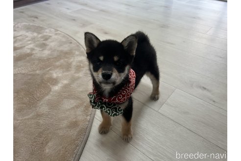 成約済の埼玉県の柴犬-326992の7枚目