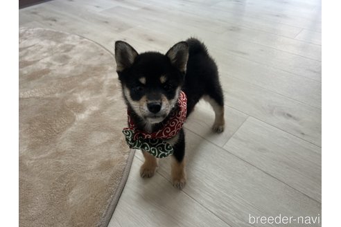 成約済の埼玉県の柴犬-326992の6枚目