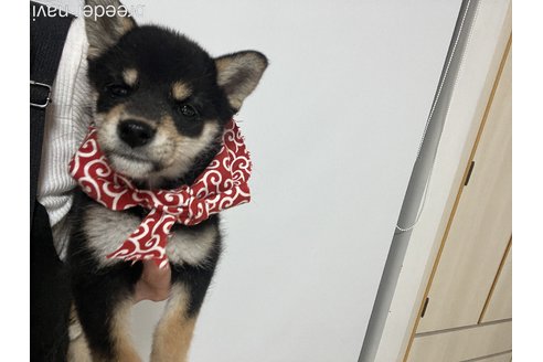 成約済の埼玉県の柴犬-326992の5枚目