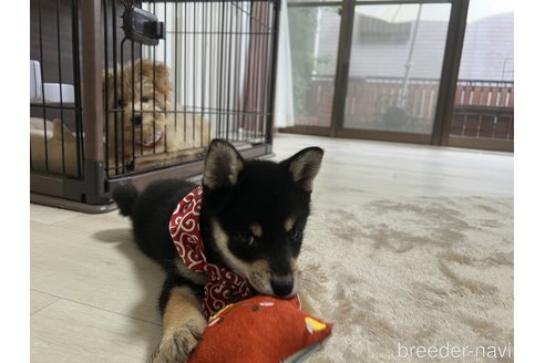 成約済の埼玉県の柴犬-326992の3枚目