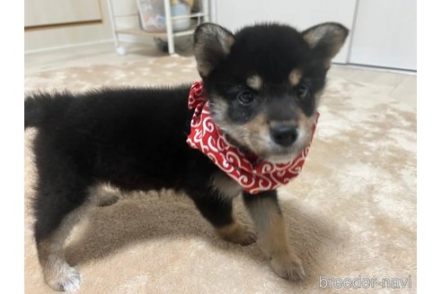 成約済の埼玉県の柴犬-326992の2枚目