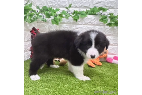 成約済の愛知県のボーダーコリー-325863の3枚目