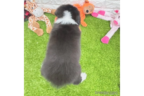 成約済の愛知県のボーダーコリー-325863の4枚目