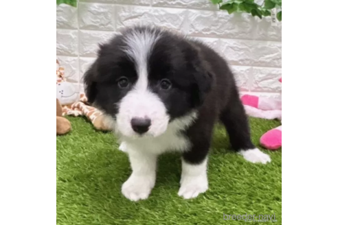 成約済の愛知県のボーダーコリー-325863の1枚目