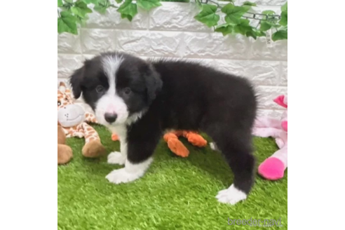 成約済の愛知県のボーダーコリー-325863の5枚目