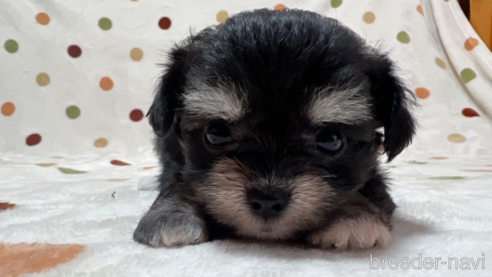 成約済の岐阜県のミックス犬-326994の1枚目