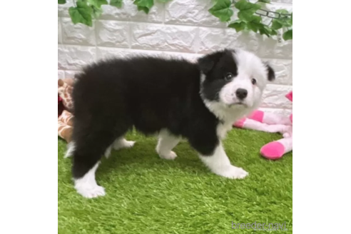 成約済の愛知県のボーダーコリー-325874の2枚目