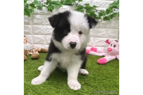 成約済の愛知県のボーダーコリー-325874の1枚目