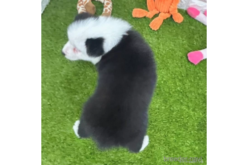 成約済の愛知県のボーダーコリー-325874の3枚目