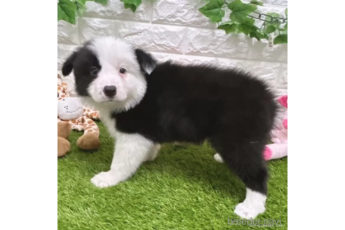 成約済の愛知県のボーダーコリー-325874の4枚目