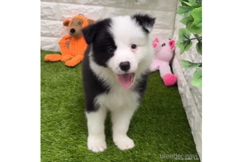 成約済の愛知県のボーダーコリー-325874の5枚目