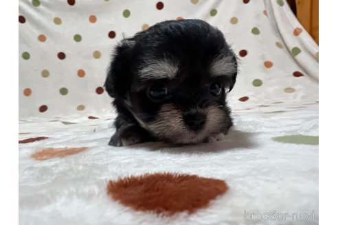 成約済の岐阜県のミックス犬-326994の2枚目
